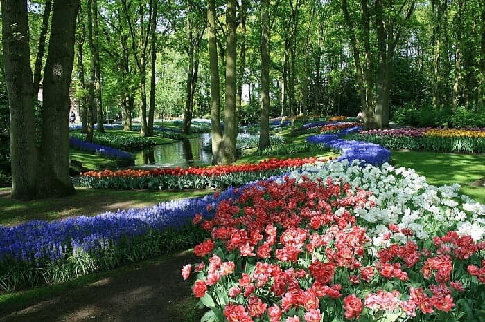 Flower beds in bloom at Keukenhof